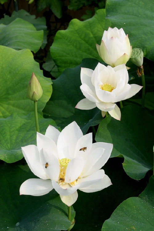 수련 백련 홍련 판매 합니다