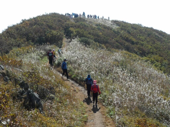 억새풀 이미지