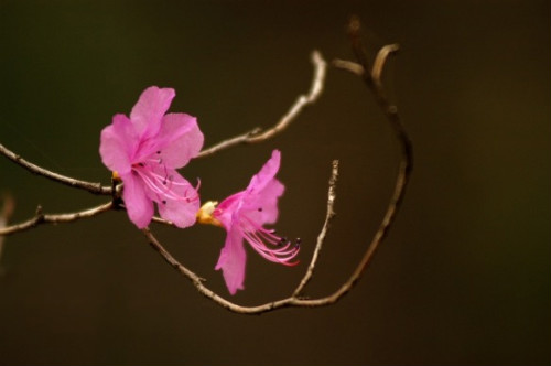 자주고름 이미지