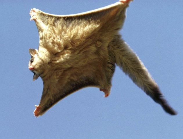 날다람쥐 인간[flying Squirrel Human]