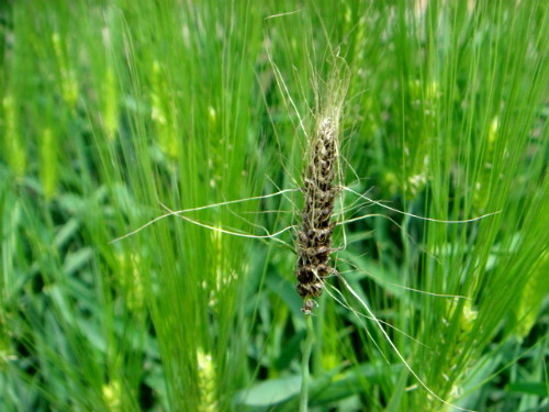 이기 다 니끼가?