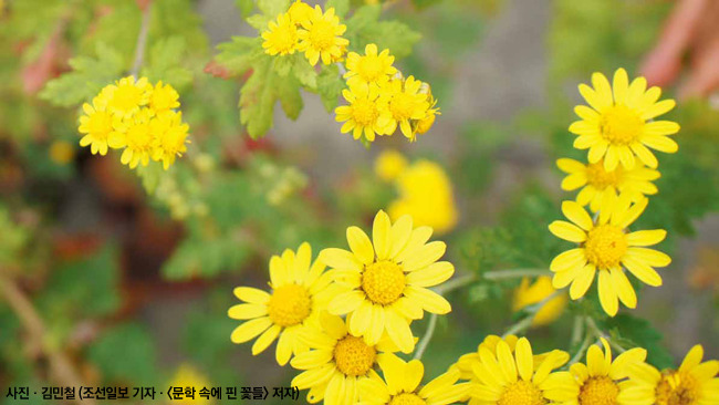 들국화 이미지