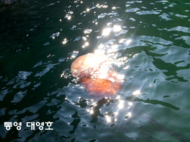대영호]부시리 미터급?전갱이 팔뚝만합니다~