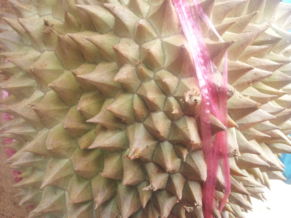 세부를 아름답게 해 주는 꽃,과일,먹거리...