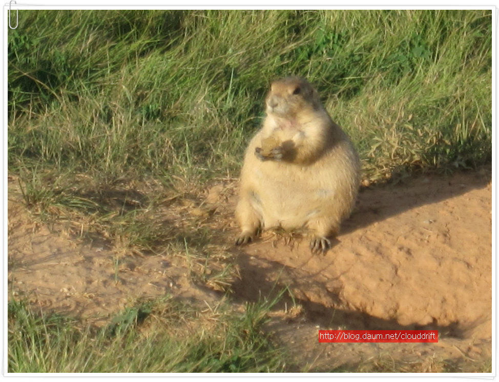 [미중부국립공원여행 #16] Prarie dog들의 자연 보호 서식지를 만나다.(와이오밍/Great Plains)