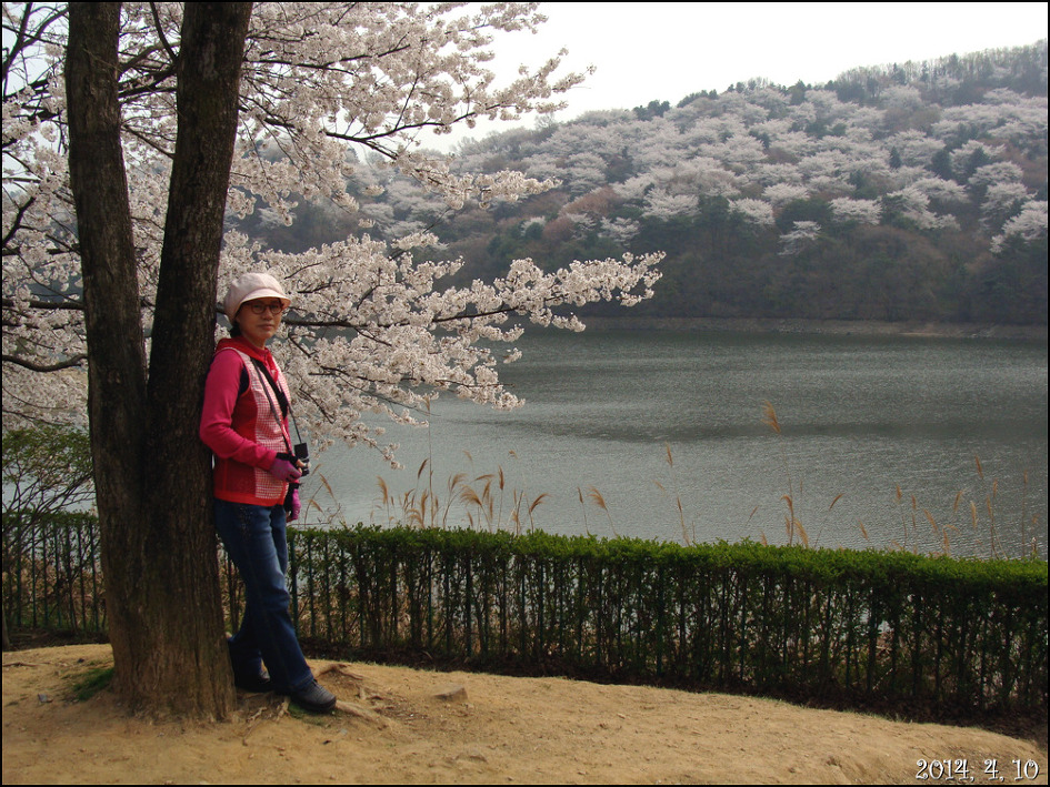 호암 미술관 희원&가실 벚꽃 길에서/2014, 4, 10