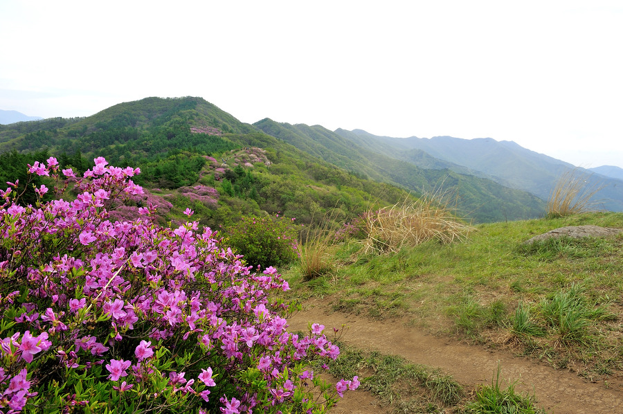 지리산  바래봉에는 꽃보다 사람이 더 많았다.
