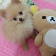 블로그 이미지