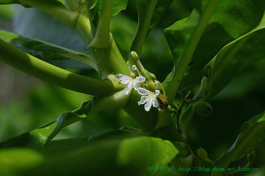 Scaevola Taccada-한강의 꽃