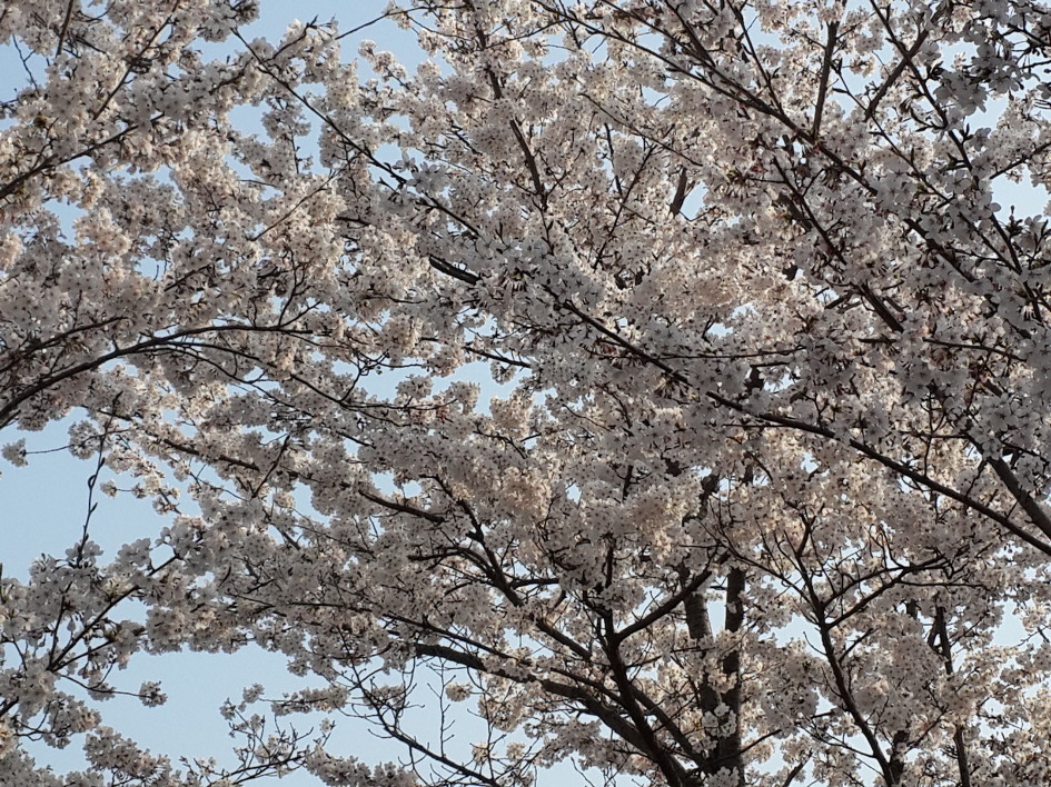 꽃 그리고 복