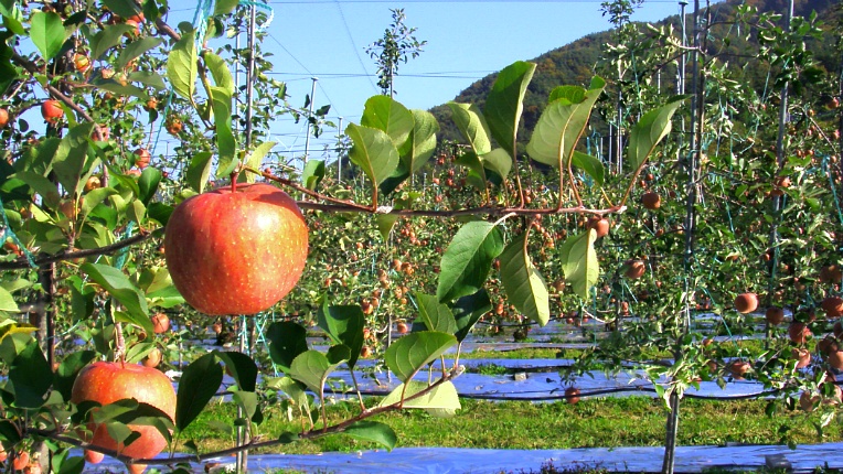 2449ED4F544B85280B18BE