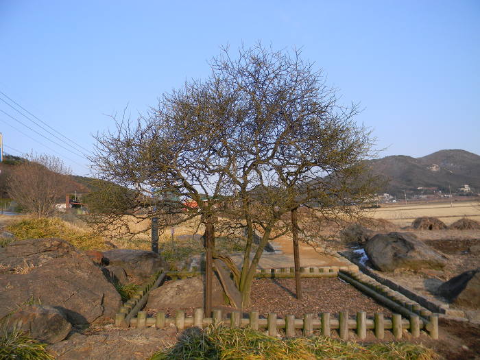 강화도 사기리 탱자나무 