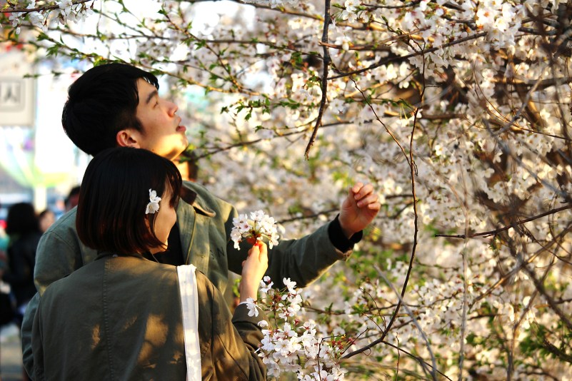 2015 여의도 벚꽃축제
