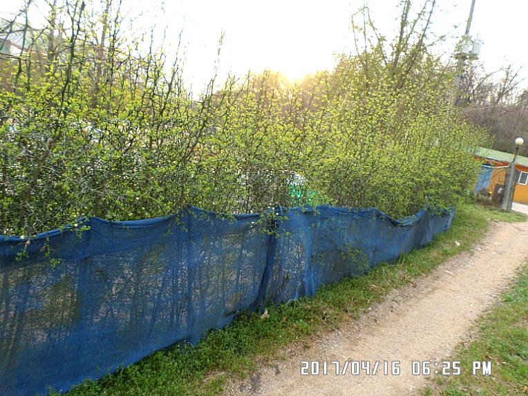 탱자꽃울타리