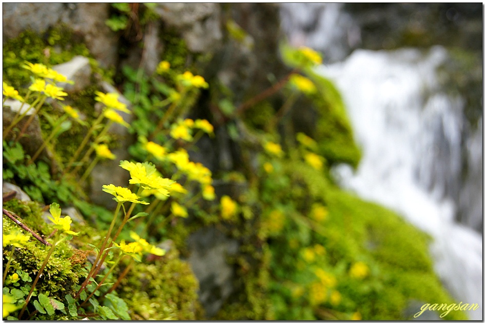 노랑매미(피나물) 그리고 큰괭이밥과 금괭이눈