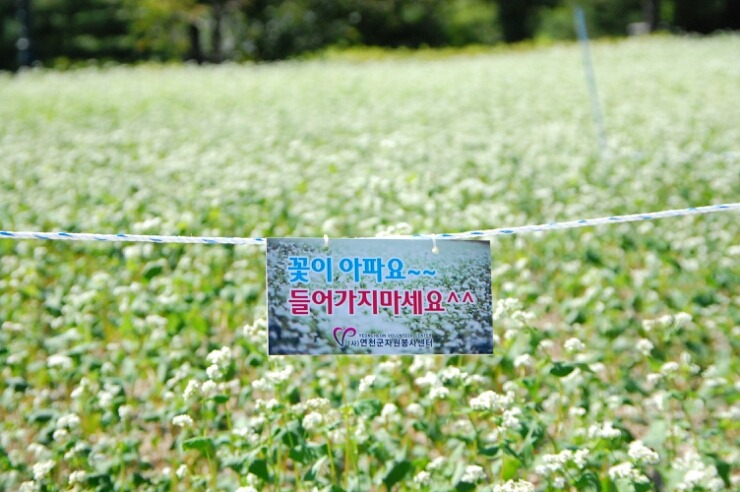 연천여행 가볼만한곳. 연천 한탄강오토캠핑장 옆 메밀꽃축제장을 미리 다녀오던 날에...