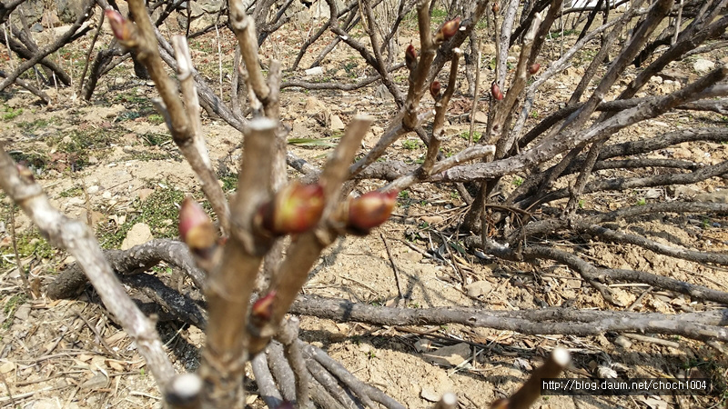 영랑생가의 봄빛... 돌담에 속삭이는 햇발같이  