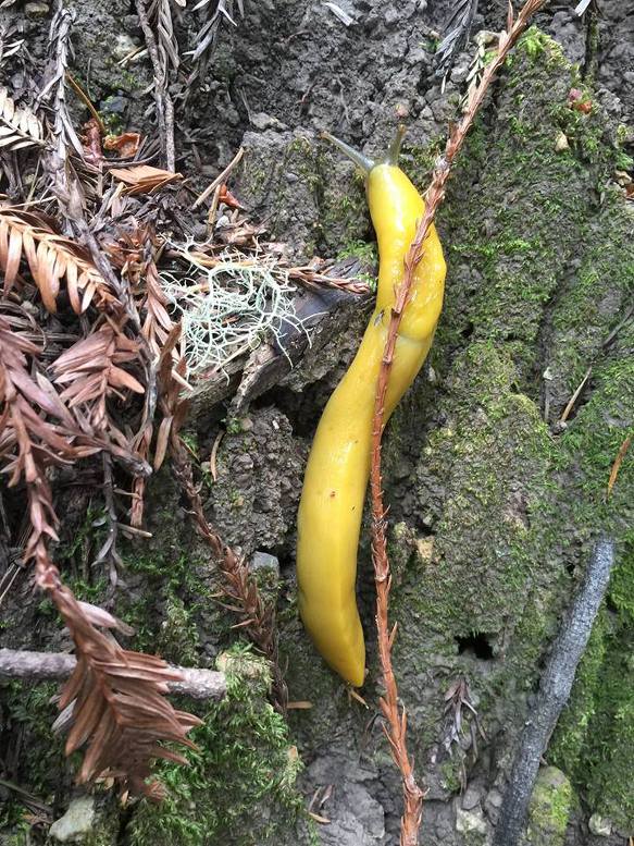 Yellow Slugs by H.C. Bailey