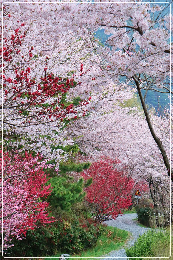 진해 드림로드/