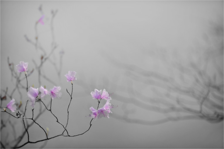 연분홍 戀歌