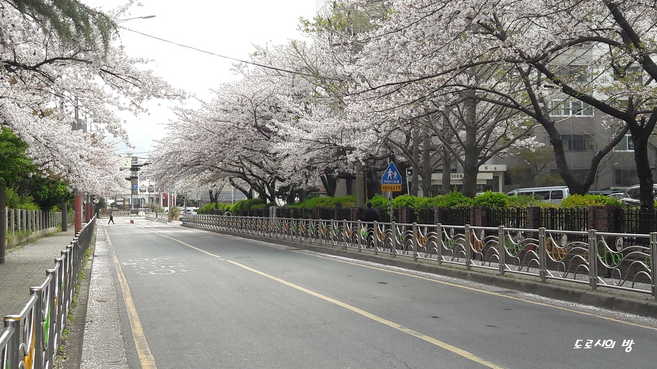 부산 해운대구 원동교부근에서 벚꽃 구경하고 돼지국밥 먹자