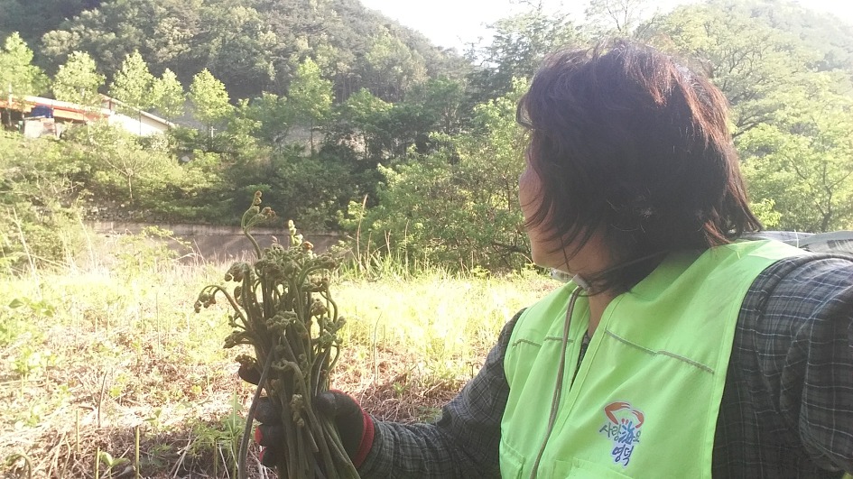 두메산골 영덕고사리 구경하세요~^^