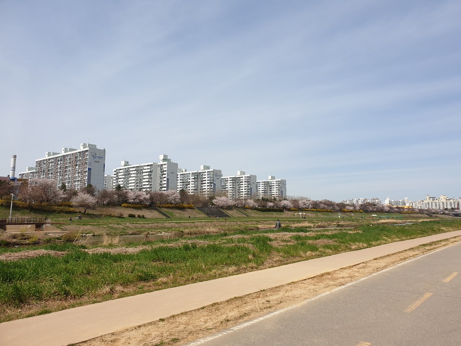 ［하트자전거길］한강에서 꽃구경하며 자전거로 달렸다. 2019. 04. 07