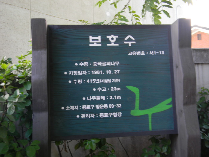 겸재 정선이 그린 한양전경의 현장, 선희궁터 뒤쪽 전망대 (서원소정터, 청운동 중국굴피나무)
