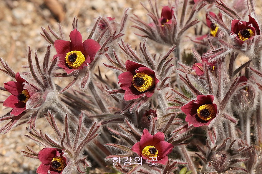 동강할미꽃