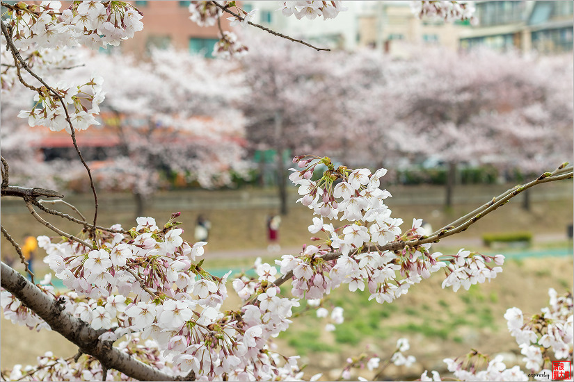 불광천 벚꽃축제 (2019.04.5~6)
