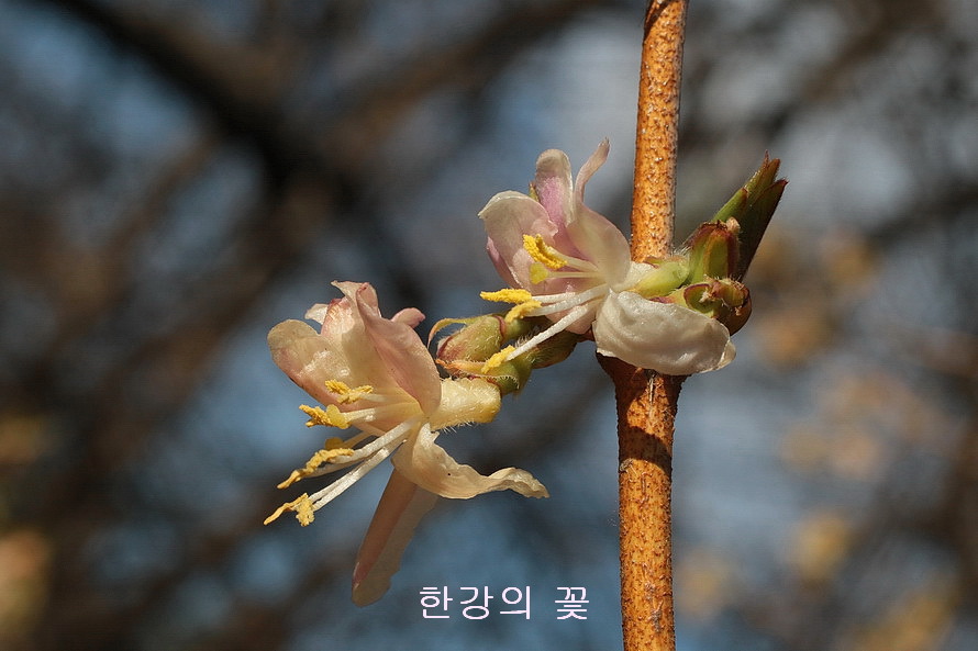 길마가지나무