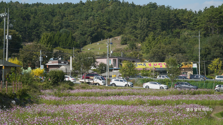 계족산 장동코스마스축제 