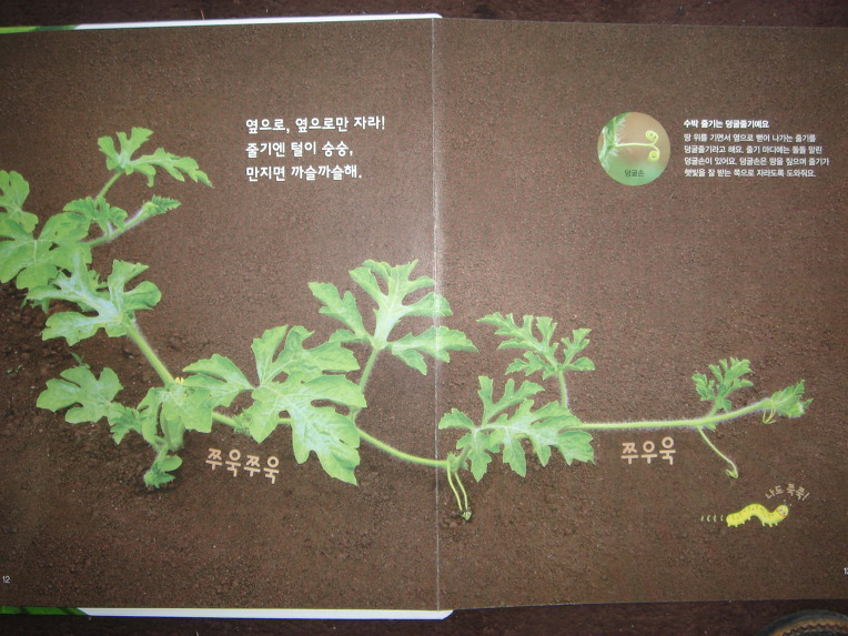 그레이트북스놀라운자연, 자연학습장이네요.놀라운자연 입니다.