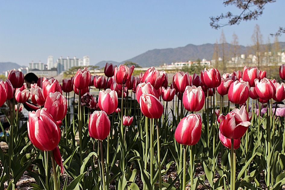 ♣♬ 김해시 연지공원 돌아보기[20190404]♪♣
