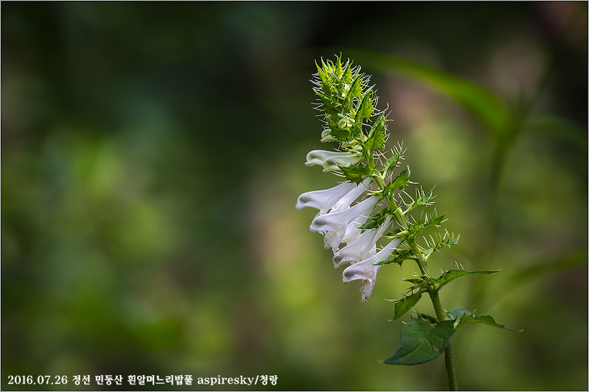 현삼과 며느리밥풀(Melampyrum : 메람피룸)속 알아보기