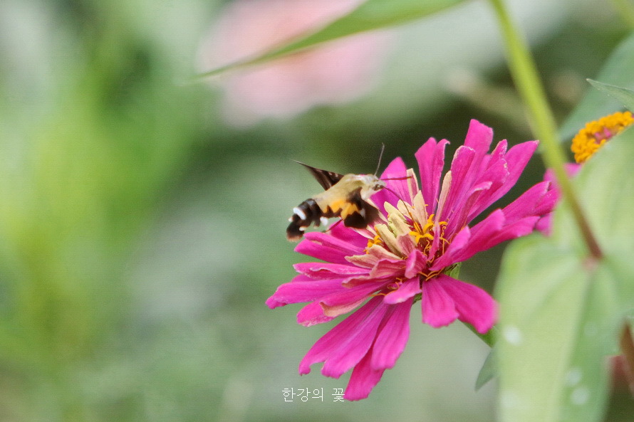 검은꼬리박각시
