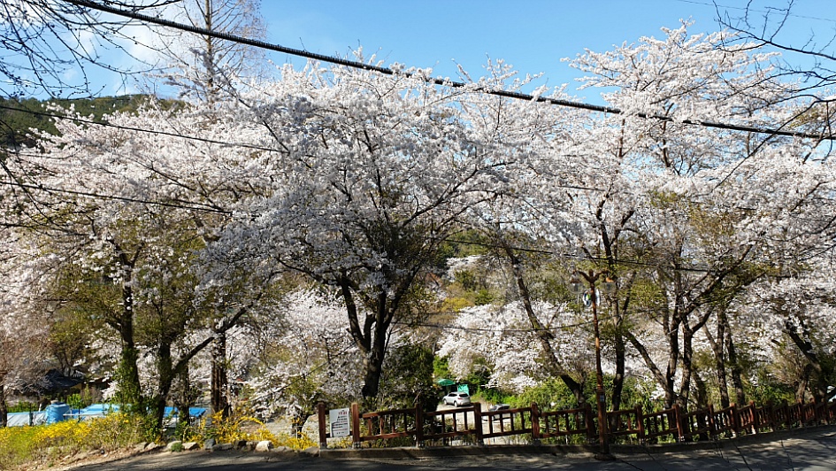 마산 무학산 진달래산행.