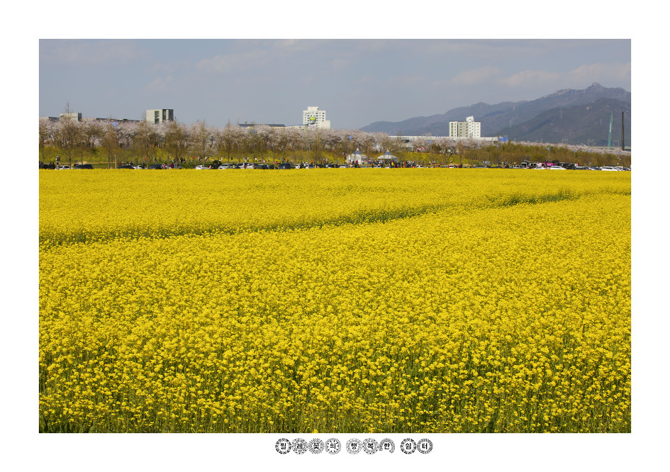 부산 낙동강 유채꽃 축제