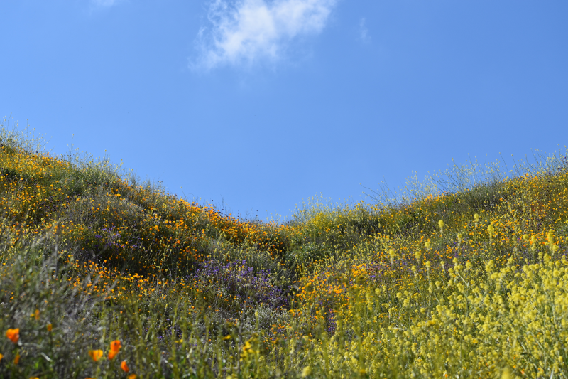 Elsinore-Walker Canyon / Poppy Fields