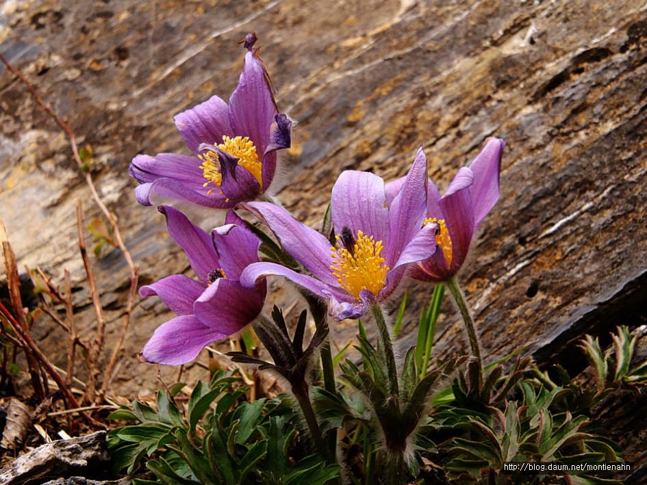 강원도 정선군 정선읍 귤암리 문이마을 황룡동굴 주변 동강할미꽃(19.3.23.)