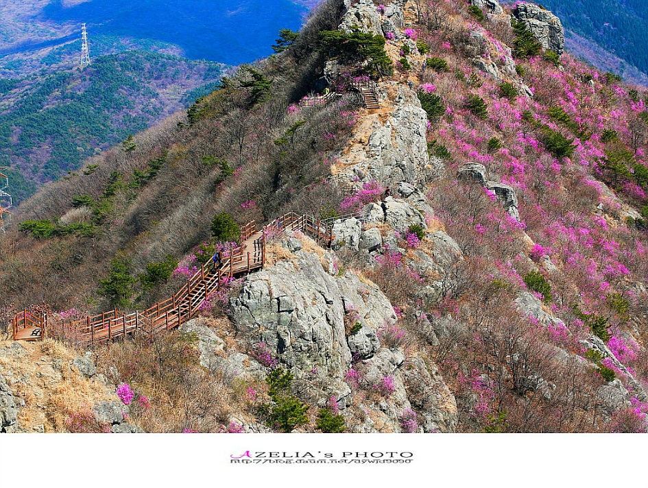 경남 진해 산행(1부)/장복산(덕주봉)&산벚꽃.진달래 핀 멋진 능선길을 따라서 .. 【19년3월31일】 