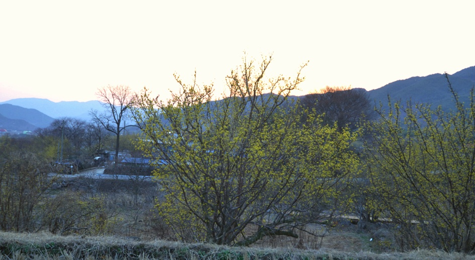 노란 산수유꽃  