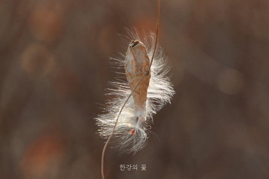 박주가리 열매와 갓털
