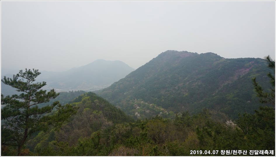 창원/천주산 진달래축제 - 남지 유채단지