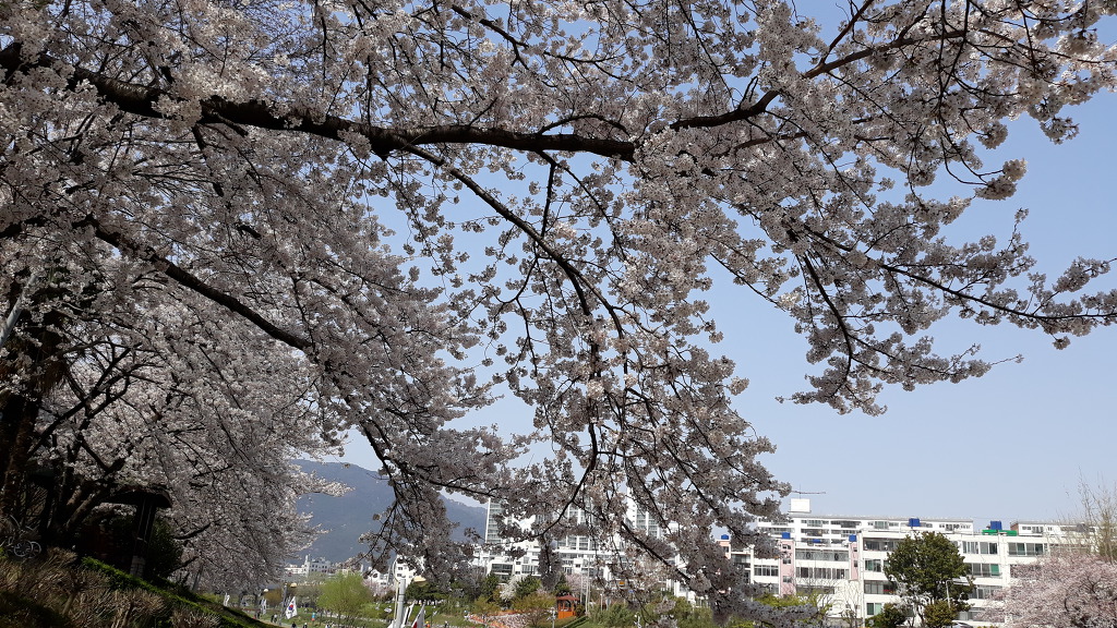 벚꽃 활짝~