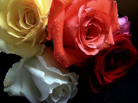 99E02F475C10F96E0E7722