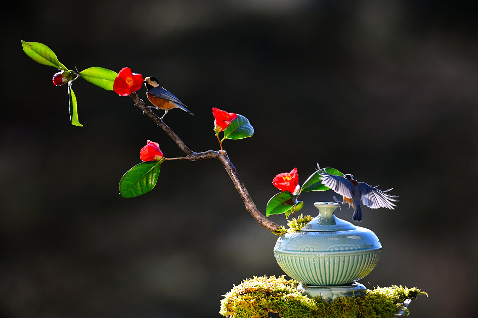 울산 문수구장 야생조류