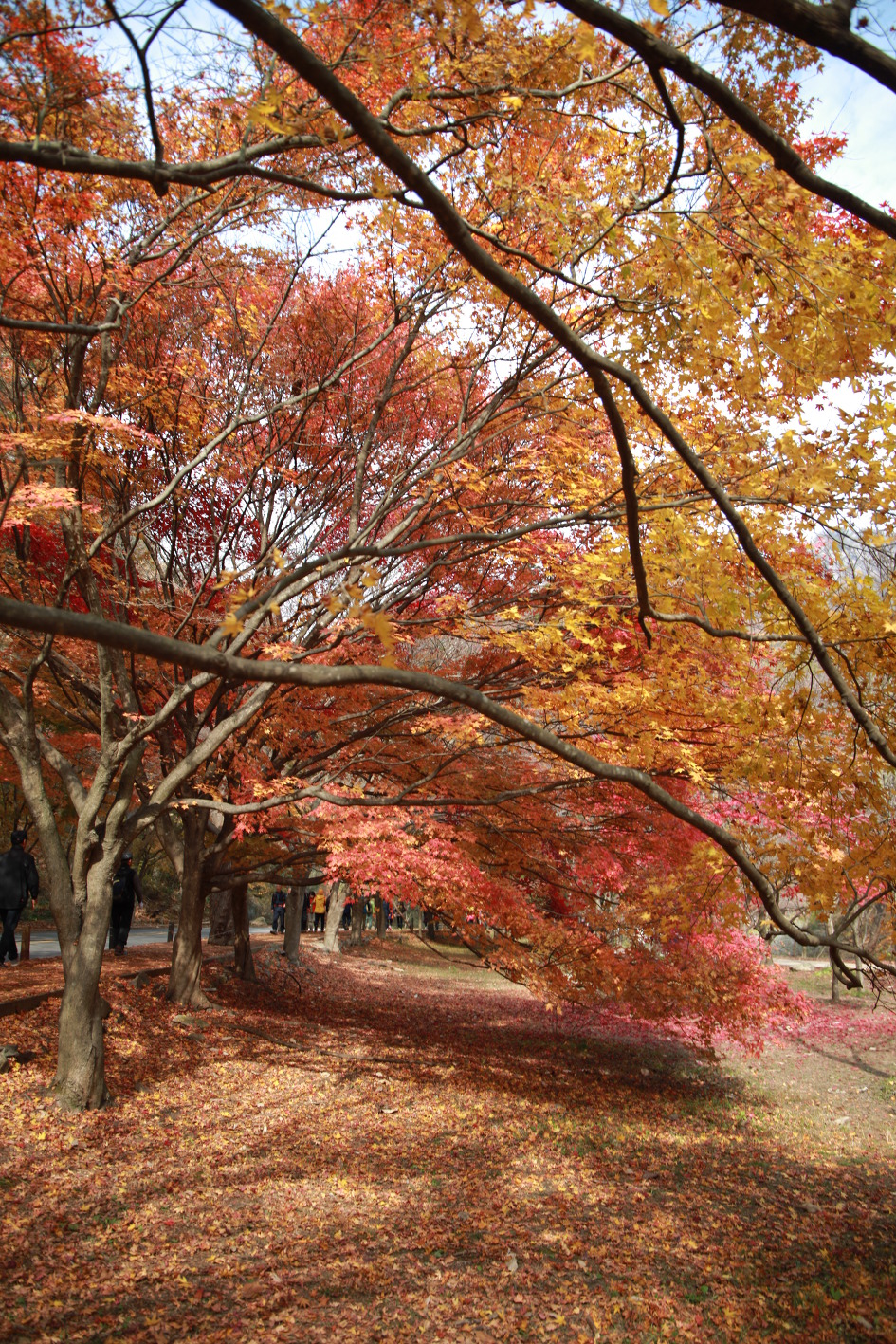 내차로,열흘간 시간여행,11일째(여수,내장산단풍)